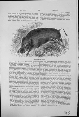 Old Antique Print Wild Boar Sus Scrofa Tusks Running Through Vegetation 20th
