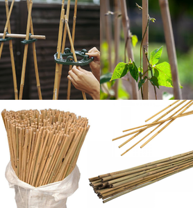 pix Bamboo Sticks For Plant Support details about 2ft 3ft 4ft 5ft 6ft 7ft 8ft thick bamboo canes garden plant support trellis pole