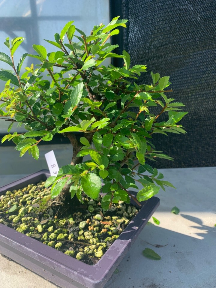 Chinese cork bark elm bonsai e8 eBay