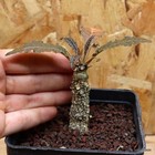 Dorstenia foetida Vaso 10 cm Cod.1407-7