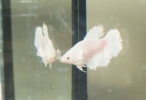 dumbo betta dumbo betta