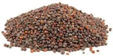 Non-GMO Broccoli Seeds for Sprouting Sprouts Microgreens (4 oz of Pure Brown 