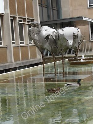 Foto 6x4 Vögel einer Feder Warwick Diese Enten sind ganz zufrieden mit der c2009