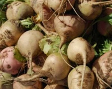 Sugar Beets - Seeds - Organic - Non Gmo - Heirloom Seeds – Vegetable Seeds 
