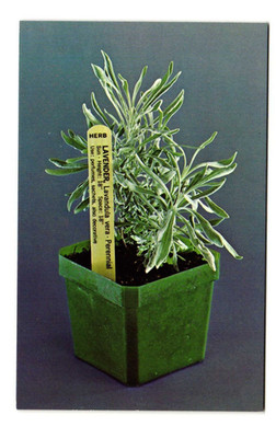 Lavender Vera, Westport CT vintage postcard unposted