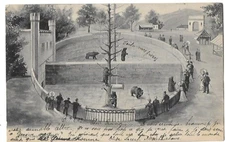 Old postcard Bern the bear pit 1903 Switzerland