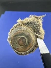 Civil War Dug Rivet Fredericksburg VA Battlefield Relic 2A