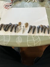 12 BLACK BEAR 2 inch REPLICA Bear CLAWS, 4 Arrowheads For Necklace New 