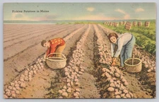 Vintage Linen Postcard Picking Potatoes in Maine Tichnor 1930s