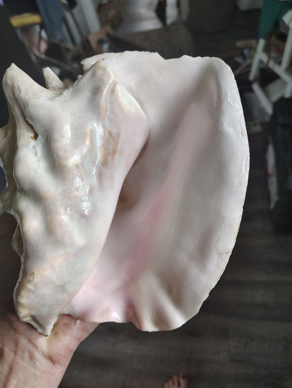 Large Horned Pink Queen Conch Sea Shell 8+” Giant Pink Blowing Horn Prop