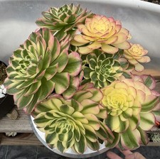 Imported Succulent live plant rare succulent Home Decor Aeonium Sea Wave #317