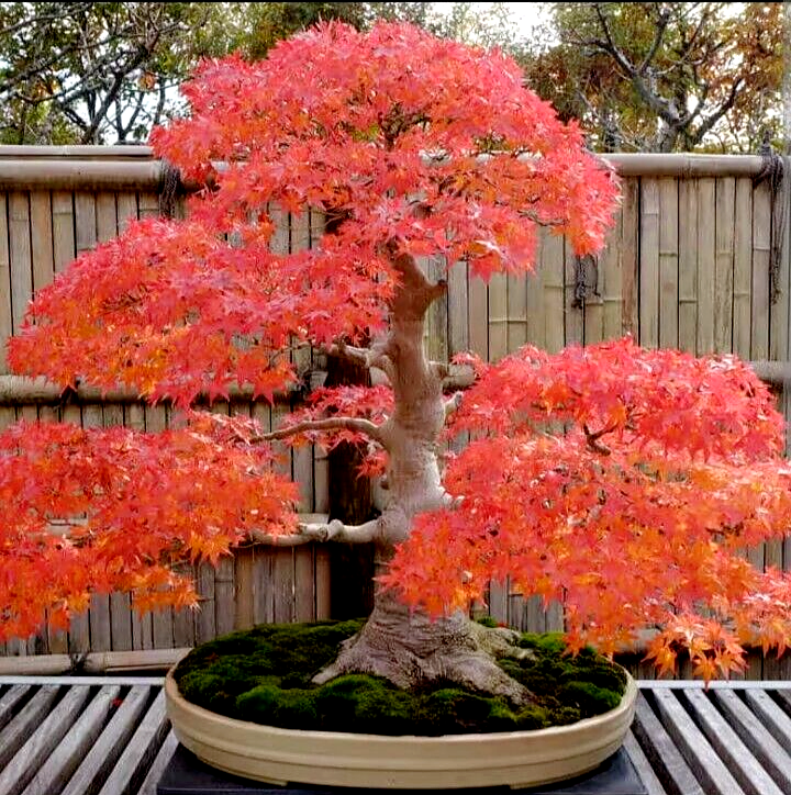 bonsai baum sonne Goldener Zen Bonsai Baum und Sonne Minimalistische Fine Art Wandgemäld —  Vivawalls Store main image 0