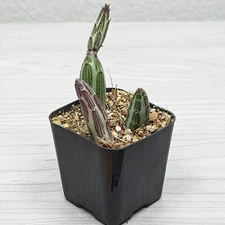 Succulent Pot Plant - Senecio Stapeliaeformis : Pickle Plant - In 2" Pot