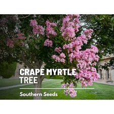 Crape Myrtle Seeds, Heirloom Tree with Colorful Blooms, USA Grown