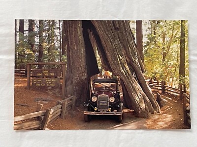 Vtg Original ''Drive-Thru'' Redwood Tree Avenue Of The Giants Meyers Flat Postcard