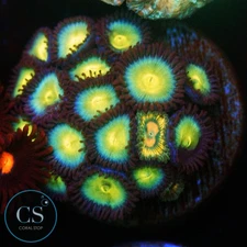 CS LOST WORLDS ZOA - WYSIWYG LIVE CORAL