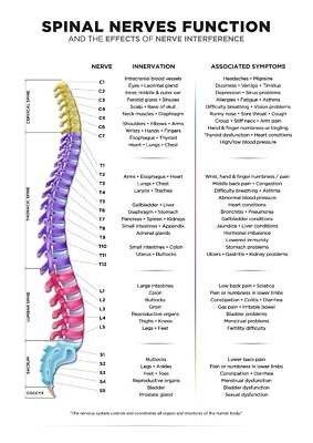 CHARTEX Spinal Nerves Function Chart | Back Pain | Waterproof Synthetic Poly-Paper