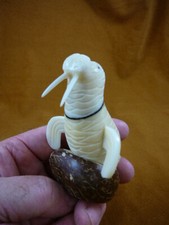 (TNE-WAL-30-C) white Walrus TAGUA NUT palm figurine I love walruses