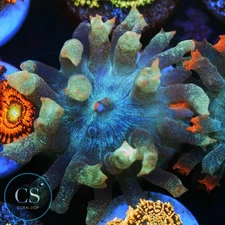 CS UNIQUE ST THOMAS MUSHROOM - WYSIWYG LIVE CORAL