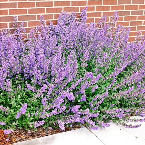 Susies π Exciting Spring Combo :) 1200+ Seeds 6 types Instructions Included x - Picture 3 of 12