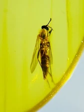 Fossil amber Insect burmite Burmese Cretaceous Mosquito Insect Myanmar