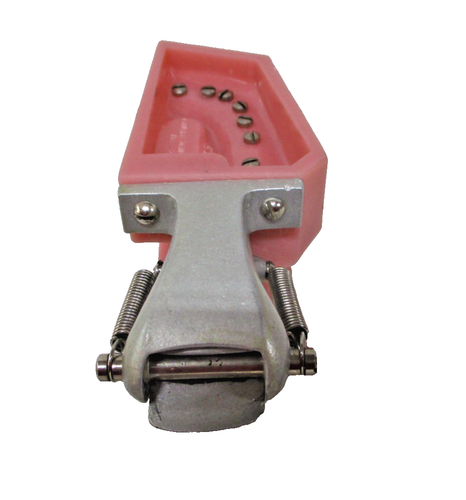 Dental Typodont Teeth Model Half mouth Orthodontist Teaching Vintage Model 571 - 第 4/7 張圖片