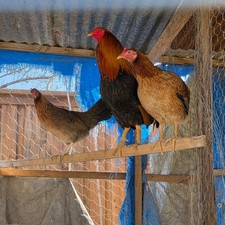 10 hatching eggs chicken