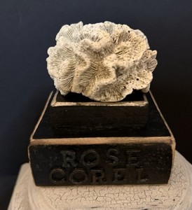  Coral Specimen (rose) Mounted on Display Stand