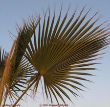 10 000 seeds washington palm -  NO SHIPPING TO USA