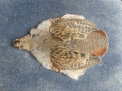 Hungarian Partridge Skin Feathers Fly Tying #1 Select Trout Salmon