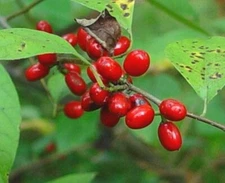 Spicebush Bush Seeds for Planting Lindera Benzoin