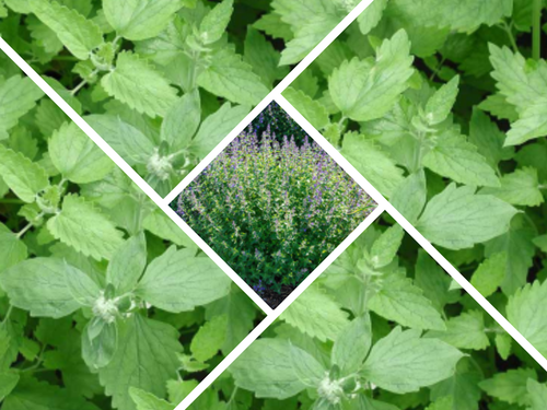 260 Seeds| Catnip Herb Seeds #7006 - Picture 2 of 10
