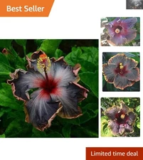 Beautiful Black Pink Purple Hibiscus Seeds - 20 Count for Culinary Gardens