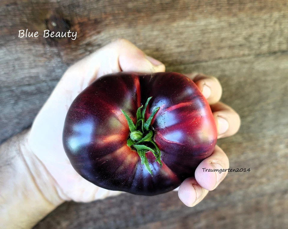  Tomate Set 1: Semillas de tomate 20 variedades semillas resistentes a las semillas de Alemania - Imagen 2 de 4