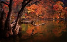 Landscape lake fall forest dead trees reflection nature Custom Gaming Mat Desk