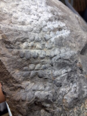 Fossil Plant Fern Paliozoic Devonian Carboniferous Wise Formation VA 