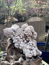 Selenite Desert Rose Frosted Cluster Large Moroccan Crystal 2674g