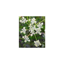 Caraway Great Herb by Seed Kingdom 1/4 Lb Seeds