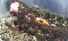 Live Dermestid Beetles – 1,000 Count Count Bulk Colony