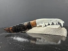 Gorgeous Gold Sheen Obsidian Coyote Jaw Knife~Bushcraft~Top 10 worldwide~Foreage