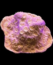 Live Coral Pavona Sunburst Maldivensis 3/4"+