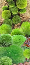 Live Pin Cushion Moss,  fresh green terrariums vivariums bonsai 16 ounce size