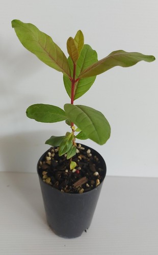 WILD PINK HAWAIIAN GUAVA PLANT- FRUIT TREE SHRUB-TROPICAL GARDEN FRUIT PLANT - Picture 4 of 8