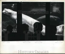 1968 Press Photo Visitors Watch Beluga Whale at Aquarium Indoor Tank - sia30088