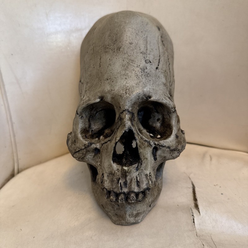 Real Human Skull RESIN REPLICA from Zane Wylie Skulls Elongated