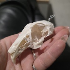 Clean Rabbit skull pendant Taxidermy tattoo Gothic home Decore real animal bone