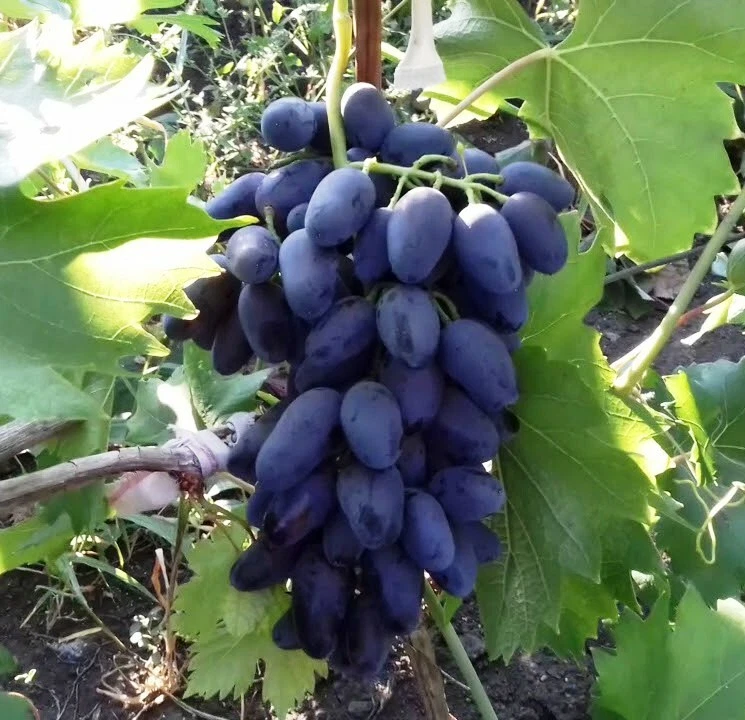 Rare Akademik Avidzba seedless table grape (Crimea) , 3 cuttings no roots - Image 3 of 3