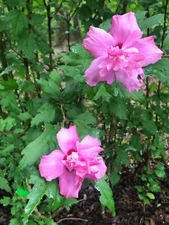 Magenta Chiffon Rose Of Sharon Live Plant With Roots