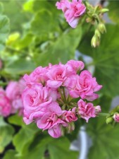 Grainger's Antique Rose - Rosebud Pelargonium (Geranium) Plant 9cm pot