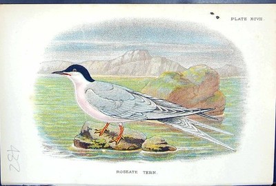 Antique Old Print Roseate Tern 1897 Lloyd Sharpe Colour Birds Great Britain